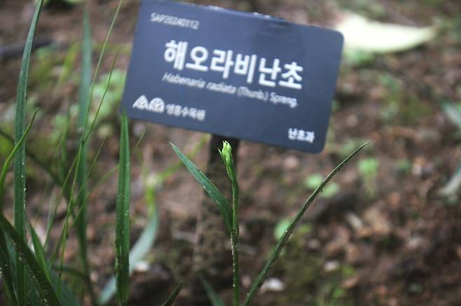 ▲ 해오라비난초 사진./사진제공=수원시