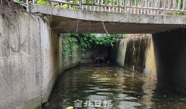 농수로에 떨어져 탈출하지 못하고 있는 고라니 /전북특별자치도 야생동물구조관리센터