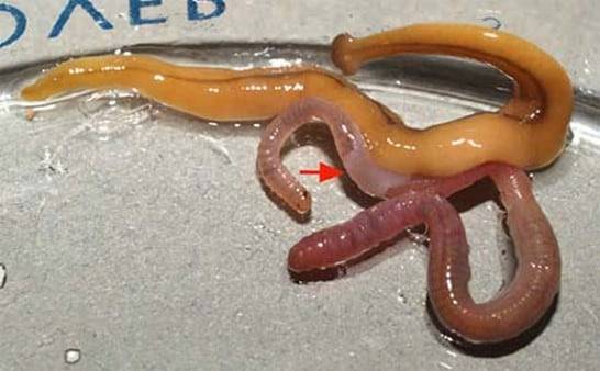 망치머리벌레가 먹잇감 지렁이를 공격하고 있다./Maine State