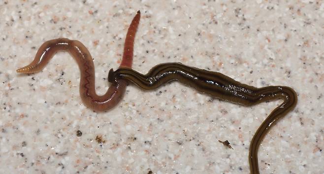 망치머리벌레(오른쪽)가 지렁이를 막 사냥한 모습./Pierre Gros. University of Arkansas