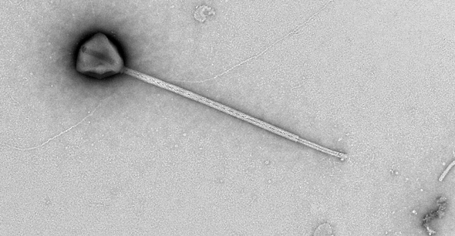 안드리안 P. 가지안 하와이대 미생물 해양학 연구 및 교육센터 박사과정생 제공.