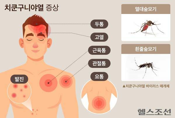 치쿤구니야열의 증상과 바이러스 매개체./그래픽=김경아