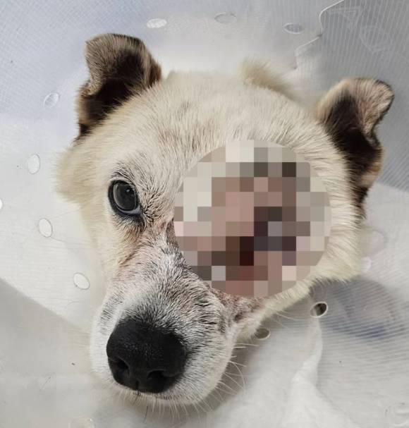 경남 거제에서 발생한 '해병대 비비탄 난사' 사건의 피해 강아지가 결국 안구를 적출했다. [사진=비글구조네트워크 인스타그램]