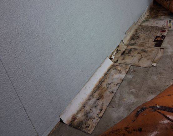 6살 딸과 함께 사는 권모씨의 다세대주택 집에 곰팡이가 슬어있는 모습. 습기로 인한 곰팡이 때문에 더운 여름에도 보일러를 틀어야 한다. 사진 권모씨