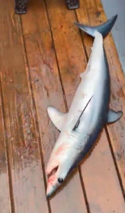 지난 17일 오전 9시 55분 강원 고성군 현내면 대진항 동쪽 약 3.7㎞ 해상에서 한 낚시객의 낚싯대에 상어가 건져 올라왔다. [사진 속초해경]