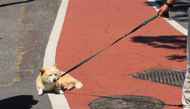 ▲ 기사와 직접적인 관련이 없는 사진입니다. 지난 11일 서울 시내에서 강아지가 걷기를 거부하는 듯 바닥에 주저앉아 있는 모습. 연합뉴스 자료사진