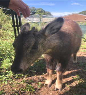 모근세포를 채취한 산양. 국립생태원 멸종위기종복원센터