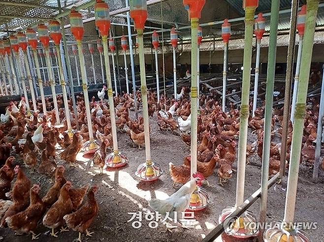 지난 9일 충북 단양군 영춘면의 한 산란계 농장 내부의 모습. 연합뉴스