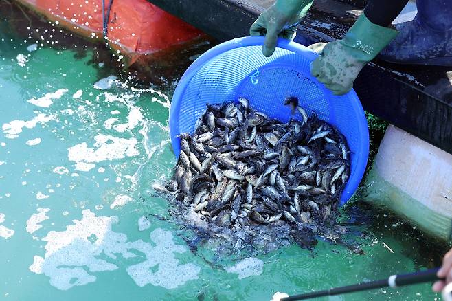 30일 오전 전남 여수 가막만 한 가두리양식장에서 작업자들이 치어를 방류하고 있다. 연합뉴스