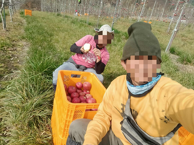 필리핀 출신 이주노동자 D씨(30)가 2023년 강원 양구군 한 사과 과수원에서 일하던 모습. B씨 제공