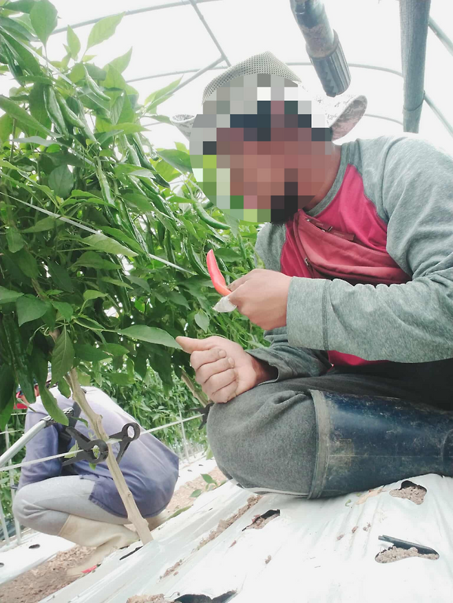 필리핀 출신 이주노동자 A씨(39)가 2023년 여모씨(61)의 고추밭에서 일하던 모습. A씨 제공