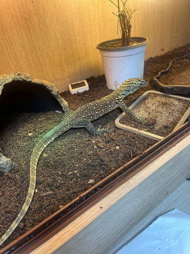 [서울=뉴시스] 지난해 7월 밀수당시 적발된 코모도왕도마뱀. 2024.11.14. (사진=인천공항본부세관 제공) photo@newsis.com *재판매 및 DB 금지