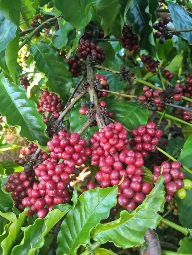 베트남에서 재배되고 있는 커피.베트남에서 재배되고 있는 커피.