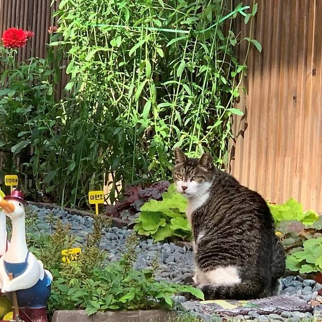 하희라 인스타그램 캡처