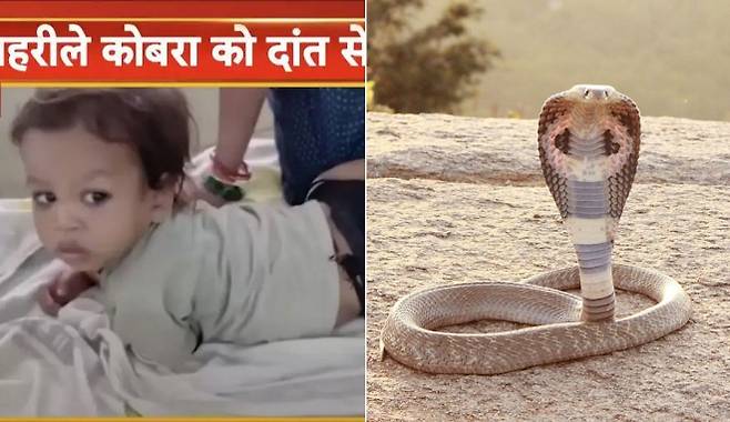 인도 비하르주 베티야의 병원에서 치료 중인 2세 남아 고빈다 쿠마르(왼쪽). 그는 팔에 감긴 코브라를 본능적으로 물어 즉사시켰고 하루 만에 퇴원했다. 오른쪽은 인도 남부 호스코테 지역에서 촬영된 인도코브라(학명 Naja naja)로 아시아에서 가장 위험한 독사 중 하나다. 출처=힌디어 뉴스 방송 화면 캡처 / Pavan Kumar N, CC BY-SA 3.0, via Wikimedia Commons