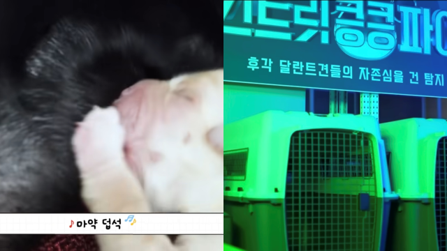 관세청 공식 유튜브 갈무리