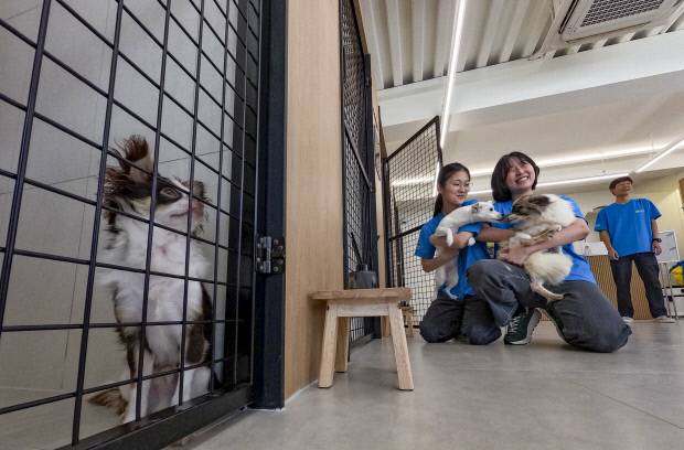 30일 광주시 동구 불로동에 새로 조성된 유기견 입양센터에서 자원봉사자들이 보호 중인 강아지를 안고 돌보고 있다. 이번 입양센터는 고향사랑기부제로 모인 성금 3억9000만원을 투입해 마련됐으며, 광주시 동물보호소의 포화 문제와 유기동물의 인도적 보호를 위해 추진됐다.  /김진수 기자 jeans@