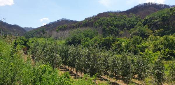 산불피해지역인 청송군 파천면의 한 야산에 불탄 흔적이 남아있다. 산불로 산림이 훼손되면서 이곳에 터를 잡고 살아가던 새들이 먹이를 찾아 농가로 내려와 피해를 입히고 있다.