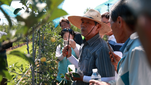 경북 1호 사과명장 홍성일(밀집모자 쓴 이)씨가 군위읍 내량리 자신의 '골든볼' 사과원에서 전국에서 견학온 참가자들에게 골든볼 사과나무 앞에서 재배과정을 설명하고 있다. 군위군농업기술센터 제공