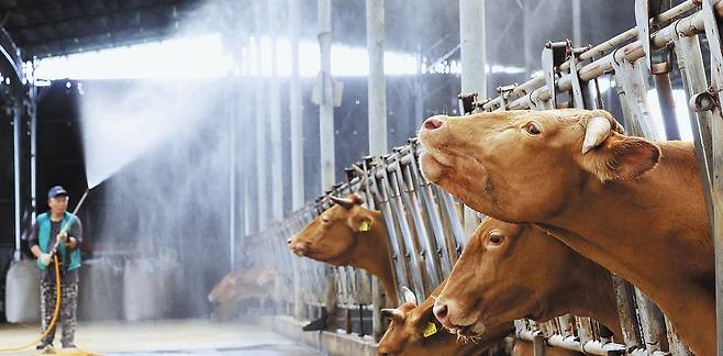 “시원해요” - 30일 경기 화성의 한 한우 농장. 농장 주인이 소들에게 물을 뿌리고 있다. 소들이 물을 맞으며 더위를 식히고 있다. 이날 화성의 낮 기온은 36도까지 치솟았다. /연합뉴스