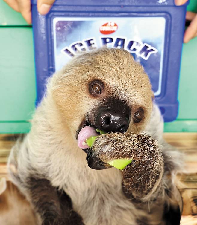 나무늘보, 아이스팩 베고 누워 냠냠 - 29일 경기 과천시 서울대공원 동물원에서 나무늘보가 얼린 과일을 먹고 있다. /장경식 기자