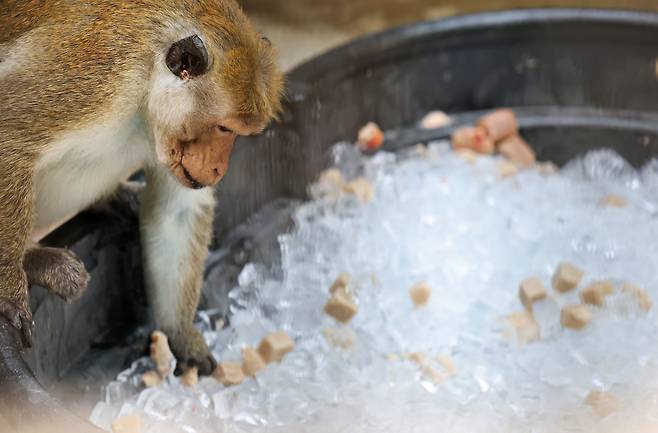 폭염이 계속되고 있는 2025년 7월 29일 과천 서울대공원 동물원에서 아시아 원숭이들이 여름 특식을 먹으며 더위를 식히고 있다. /장경식 기자