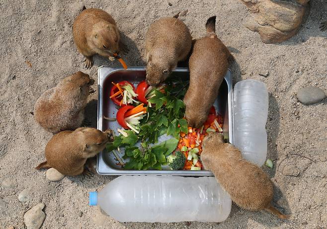 폭염이 계속되고 있는 2025년 7월 29일 과천 서울대공원 동물원에서 프레리독들이 얼음 생수로 더위를 식히고 있다. /장경식 기자