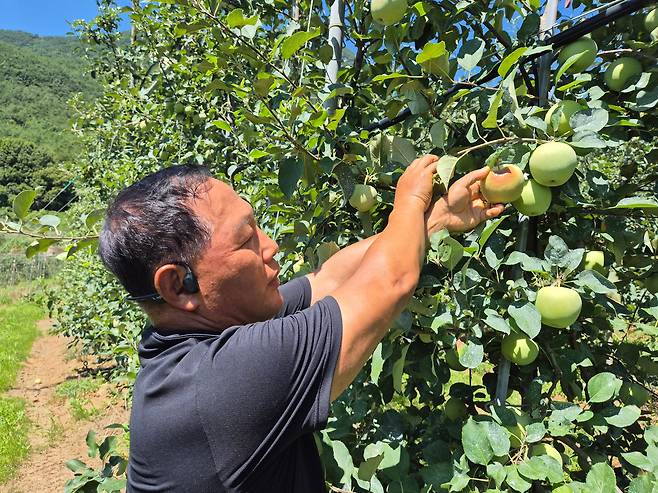 29일 오후 경남 밀양시 산내면에서 사과 농사를 하는 정인섭(60)시가 뜨거운 햇볕에 일소 피해를 입은 사과를 보이고 있다. /김준호 기자