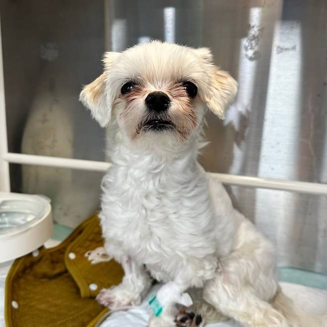 해당 업주가 11년 간 키워온 몰티즈가 심장병을 앓고 병원에 입원한 모습./업주 제공