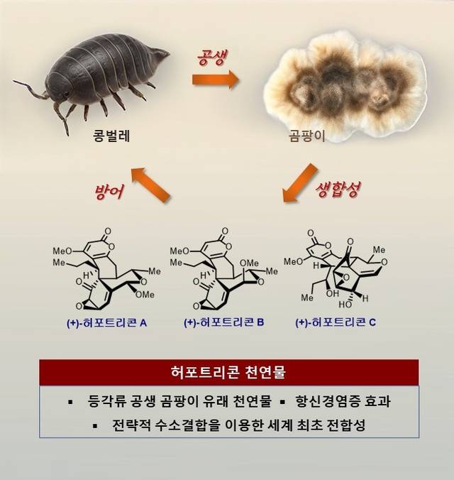 허포트리콘 천연물 합성 개념도.