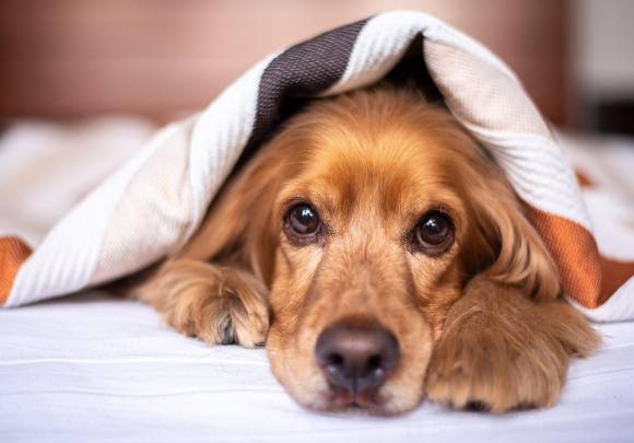 '반려견 유치원'에 들어가는 비용이 서울의 한 달 평균 유아 교육비보다 많은 것으로 나타났다. 본 기사와 무관한 이미지. [사진=픽사베이@Alkhaine]