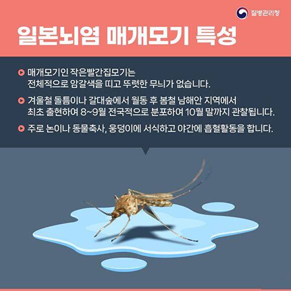 일본뇌염 모기 특징 [사진=대구시]