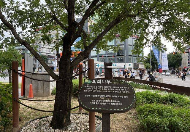 광주광역시가 5·18 정신 계승을 위해 새정부 집무실이 들어서는 청와대에 5·18민주화운동 상징인 '회화나무'를 심는 방안을 검토하고 있다. 사진은 광주 동구 5·18민주광장에 식재된 수령 150년 이상 회화나무의 후계목인 자식 나무. 이은창 기자