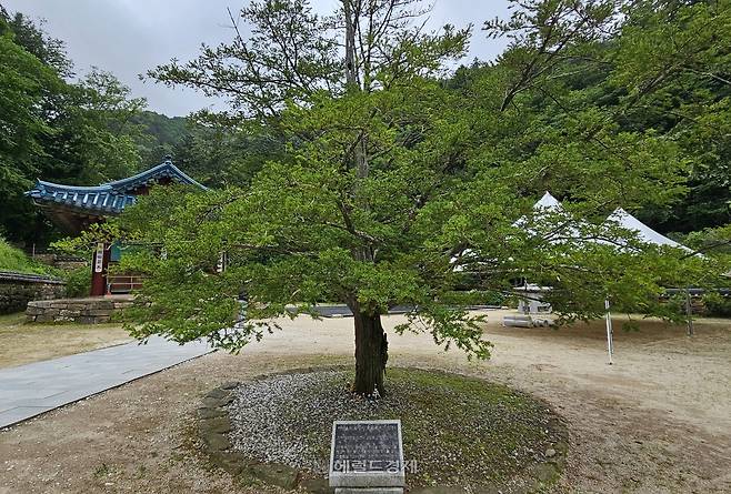 적멸보궁 입구의 자장율사 주장자