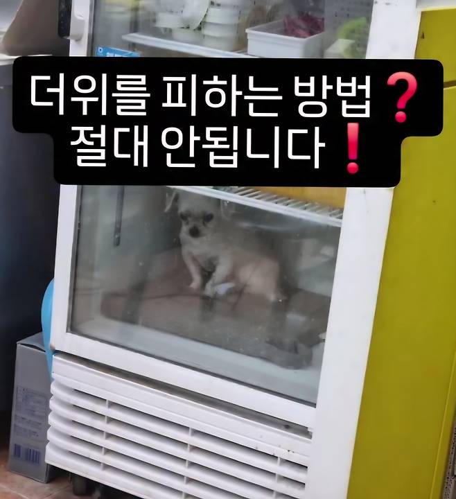 부산의 한 피자집 냉장고에 강아지가 갇힌 모습. 케어 SNS 갈무리