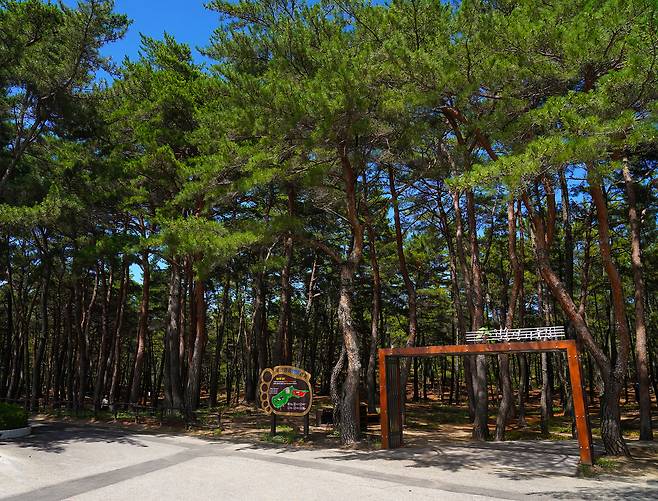 월송정 명품 맨발걷기길.