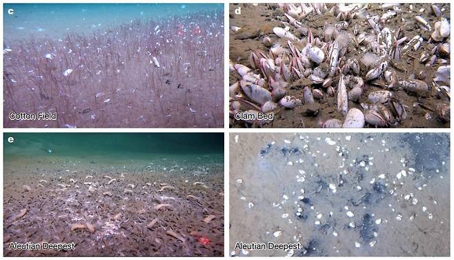 해저 5천800~9천533ｍ에서 발견된 튜브웜과 연체동물 군집 [Institute of Deep-sea Science and Engineering, CAS (IDSSE, CAS) 제공. 재판매 및 DB 금지]