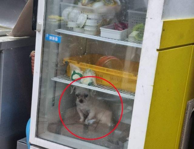 냉장고 안에 반려견. 온라인 커뮤니티 캡처.