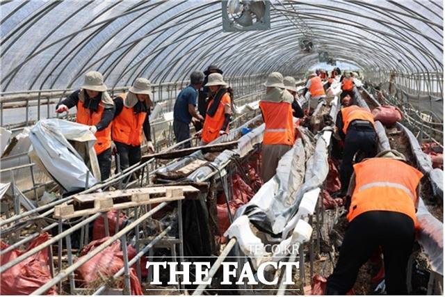체육 공단 봉사단원들이 딸기재배 비닐하우스에서 수해 피해복구를 위해 일손을 돕고 있다./국민체육진흥공단