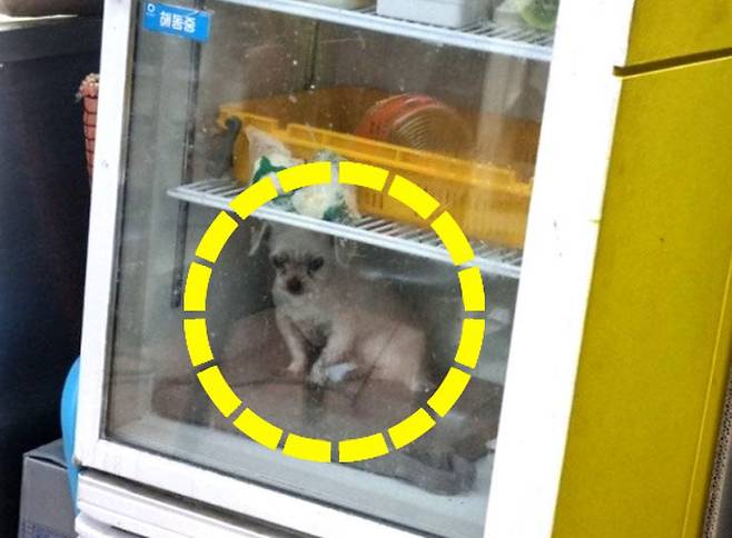 피자가게 냉장고에 들어가있는 반려견 ‘쿠키’. SNS 캡처