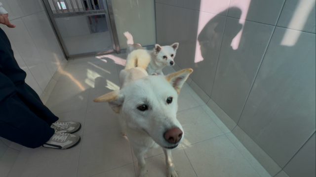 평탄이가 처음 본 취재진의 손에 간식이 있는지 궁금해하며 다가오는 모습. 동그람이 정진욱