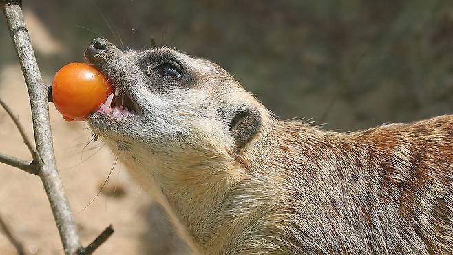 미어켓이 여름 특식을 먹고 있다. 뉴스1