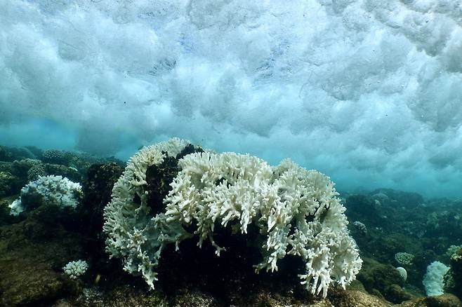 백화 현상이 나타난 산호초 모습.[ICRI 제공]