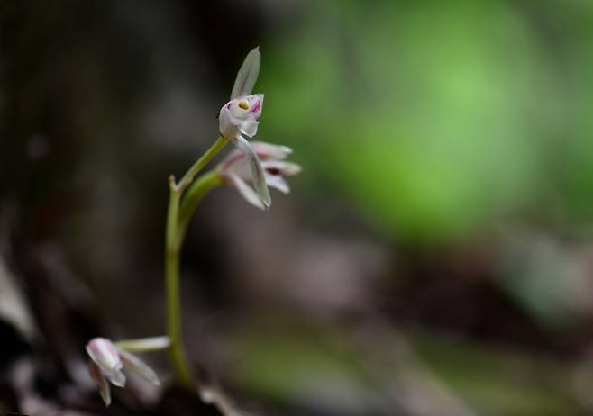 대흥란 [내장산국립공원사무소 제공. 재판매 및 DB 금지]