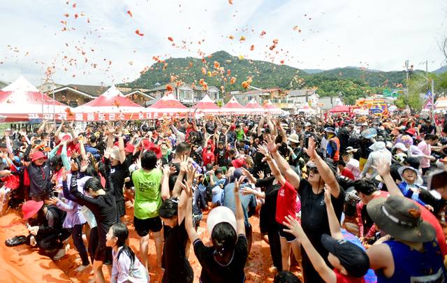 ▲ 2025 화천토마토축제 이틀째인 2일 화천군 사내면 축제장에는 폭염을 무색하게 하는 많은 인파가 몰려 이열치열 축제를 즐기고 있다. 사진은 이번 축제의 메인 프로그램인 ‘황금반지를 찾아라’ 행사에 참여한 관광객들이 토마토를 머리 위로 던지며 환호성을 지르고 있다.