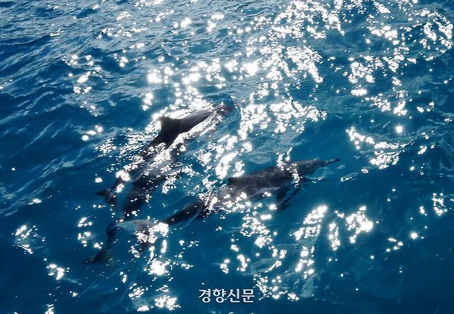 뱃전으로 다가온 돌고래.