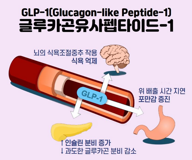 GLP-1이 인체에 미치는 영향. 자료=차움