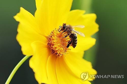 꽃에 앉은 벌. 연합뉴스