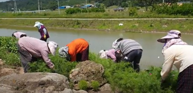 솔바람권역 마을 주민들이 호암서원 인근 경관 가꾸기를 하고 있다,/사진=솔바람세상.