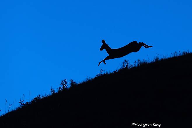 송곳니가 있어 영어로는 뱀파이어 사슴(Vampire deer)으로 불리는 고라니 한 마리가 고령 지산동 고분군 제5호분(1978년 정비) 위로 날아가듯이 넘어가고 있다. 사진 속의 고라니 순간포착 장면이 흡사 ‘고구려 무용총 수렵도’에 나오는 사슴의 모습을 닮았다. /© 강형원 포토저널리스트